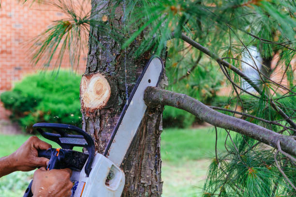 How Our Tree Care Process Works  in Assumption, IL